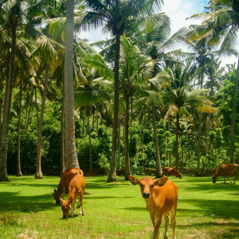 CK PIYO tour - Jógové zájezdy
