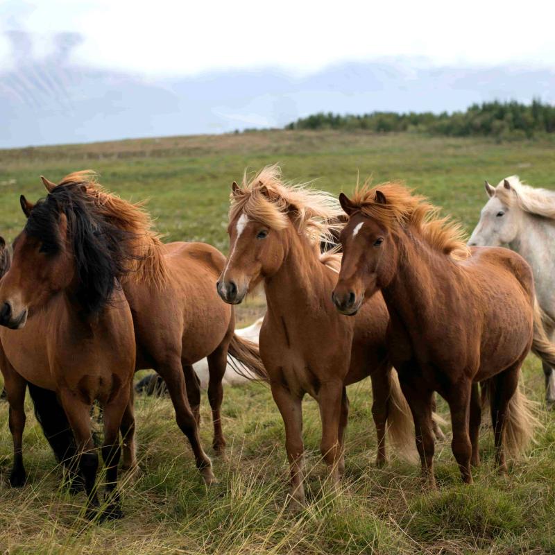 CK PIYO tour - Jógové zájezdy