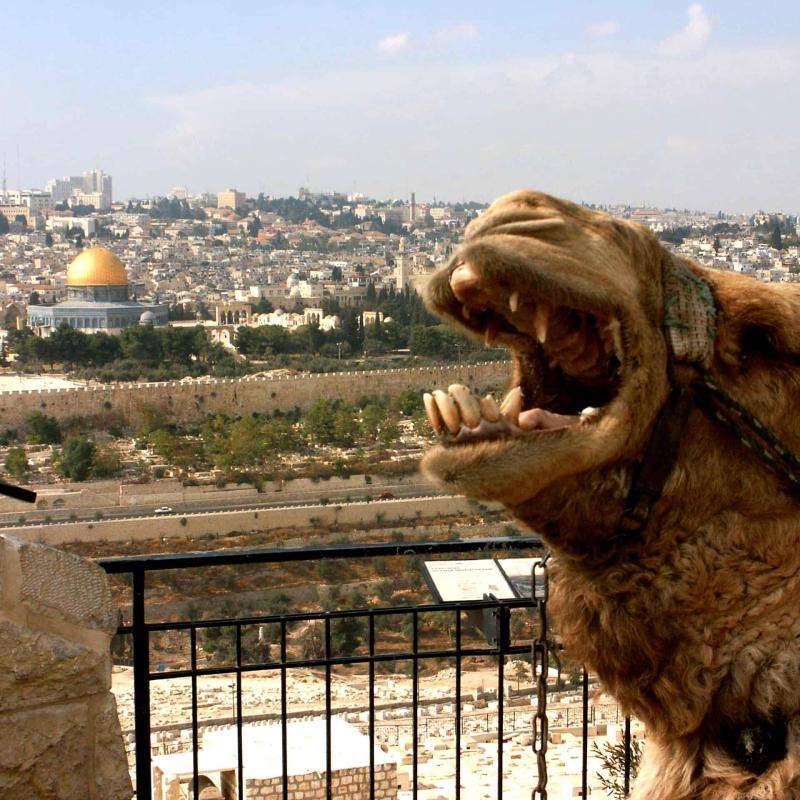 CK PIYO tour - Jógové zájezdy