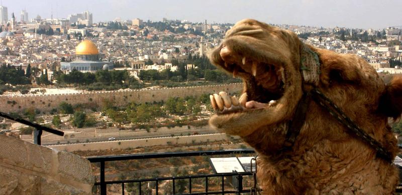 CK PIYO tour - Jógové zájezdy